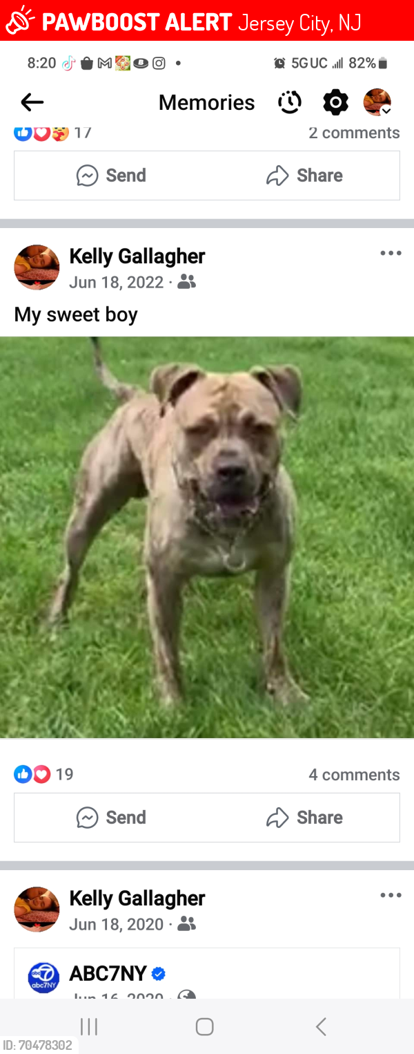 Lost Male Dog last seen Pearsall ave , Jersey City, NJ 07305