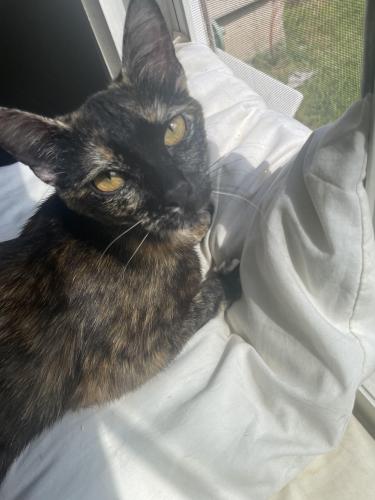 Lost Female Cat last seen Wawa mount Holly location. , Mount Holly, NJ 08060
