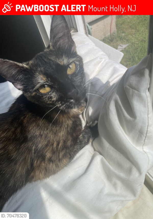 Lost Female Cat last seen Wawa mount Holly location. , Mount Holly, NJ 08060