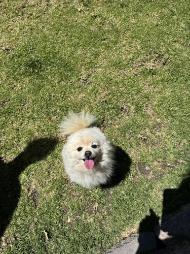 Lost Female Dog last seen Mccallister, and weeping willow, Riverside, CA 92503