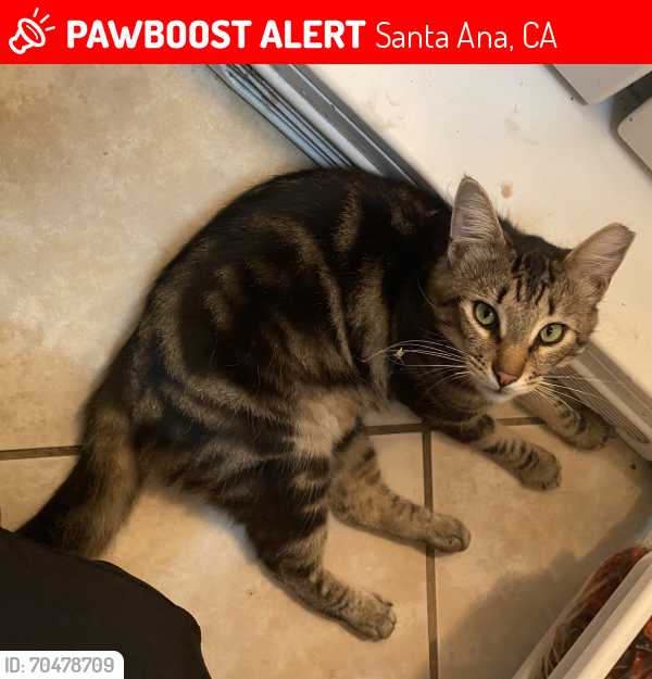 Lost Female Cat last seen Cabrillo Park and 17th St , Santa Ana, Santa Ana, CA 92705