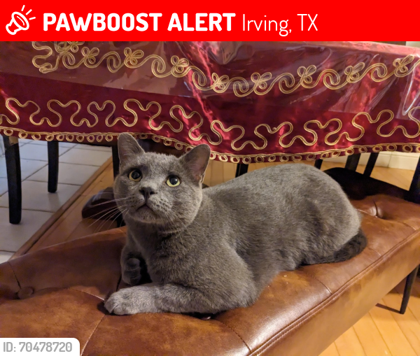 Lost Male Cat last seen kent dr, irving, tx, Irving, TX 75062