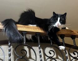 Lost Male Cat last seen About a mile behind Lebanon Walmart , Lebanon, PA 17046