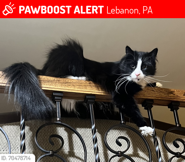 Lost Male Cat last seen About a mile behind Lebanon Walmart , Lebanon, PA 17046