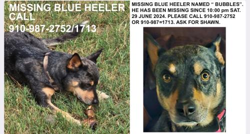 Lost Male Dog last seen Marks rd, Cameron, NC 28326