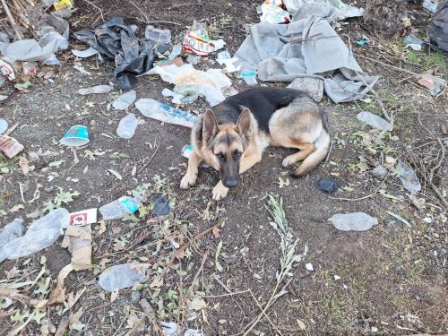 Lost Male Dog last seen Near dawne dr, Fort Worth, TX 76116