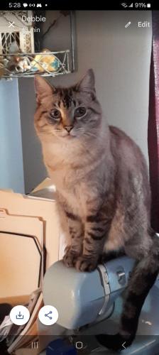 Lost Male Cat last seen 30th and franklin rd, Indianapolis, IN 46219