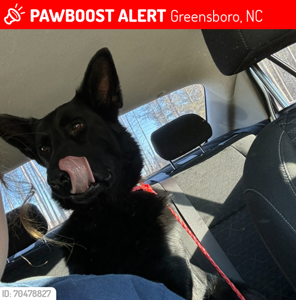 Lost Female Dog last seen My hse , Greensboro, NC 27406