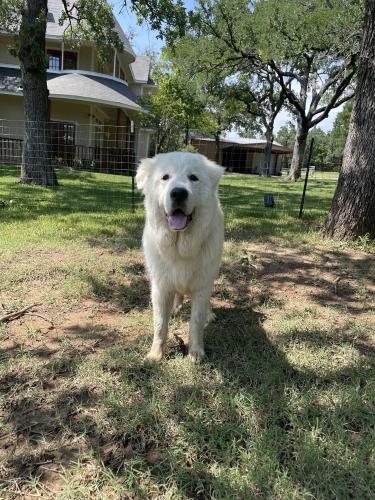 Lost Male Dog last seen Lost near newt Patterson rd in Mansfield , Mansfield, TX 76063
