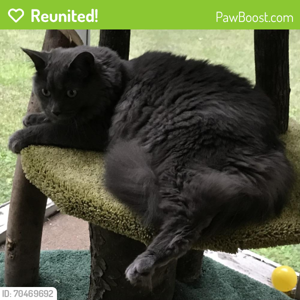 Reunited Male Cat last seen Theron St, Chili, NY 14623