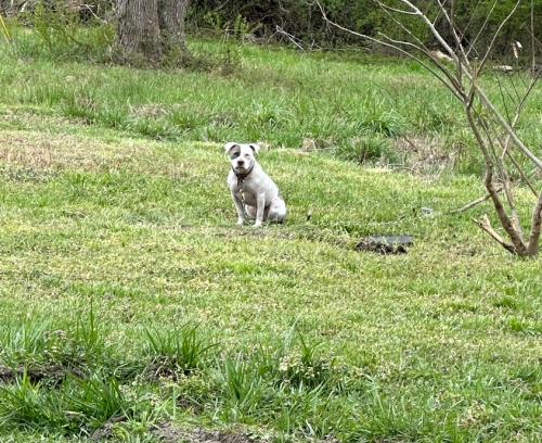 Lost Female Dog last seen Wilson, nc, Wilson County, NC 27822