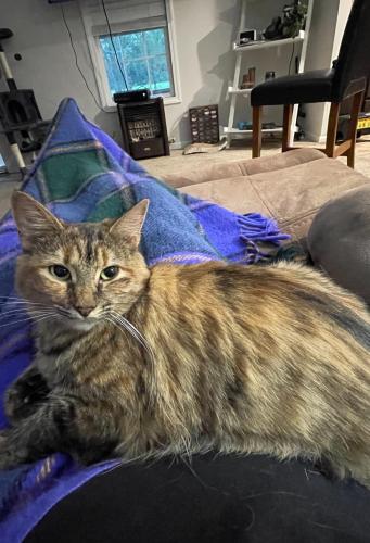 Lost Female Cat last seen River rd and New Bern area.(has got in the back of our truck and took a ride to New Bern before), Vanceboro, NC 28586