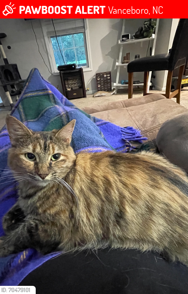 Lost Female Cat last seen River rd and New Bern area.(has got in the back of our truck and took a ride to New Bern before), Vanceboro, NC 28586