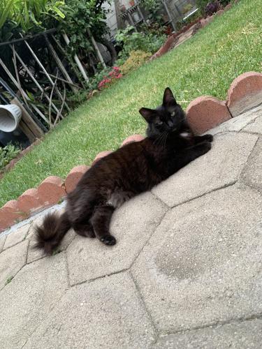 Lost Female Cat last seen Valley Blvd. and Gernert Ave. by Mr. Baguette, Rosemead, CA 91770