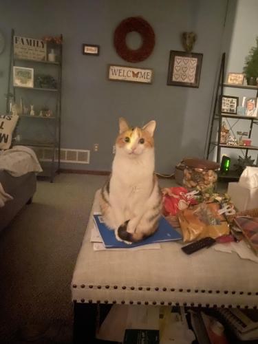 Lost Female Cat last seen Creekview/ Fawn meadow  , Marysville, OH 43040