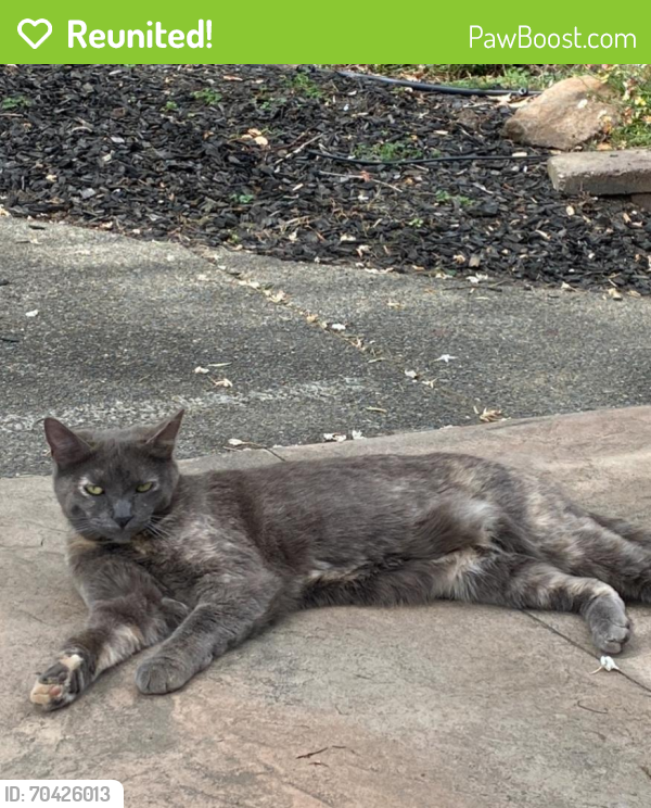 Reunited Female Cat last seen Black Oak, Medford, OR 97504