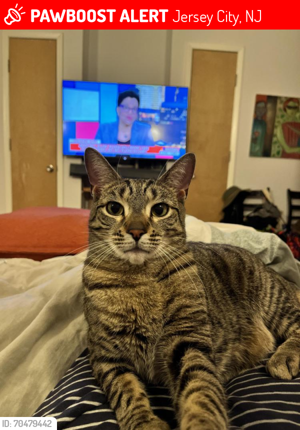 Lost Female Cat last seen New York Ave, between Griffis and Bowers. Near Riverview Park., Jersey City, NJ 07307
