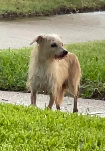 Lost Female Dog last seen Conflans and S Story Rd, Irving, TX 75061