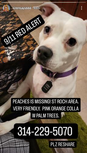 Lost Female Dog last seen Mandeville & Johnson, New Orleans, LA 70117
