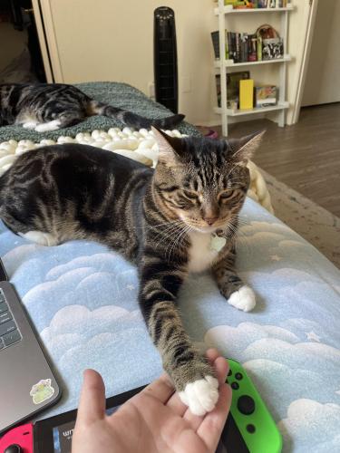 Lost Male Cat last seen Defender drive/country glen/liberty canyon area, Agoura Hills, CA 91301