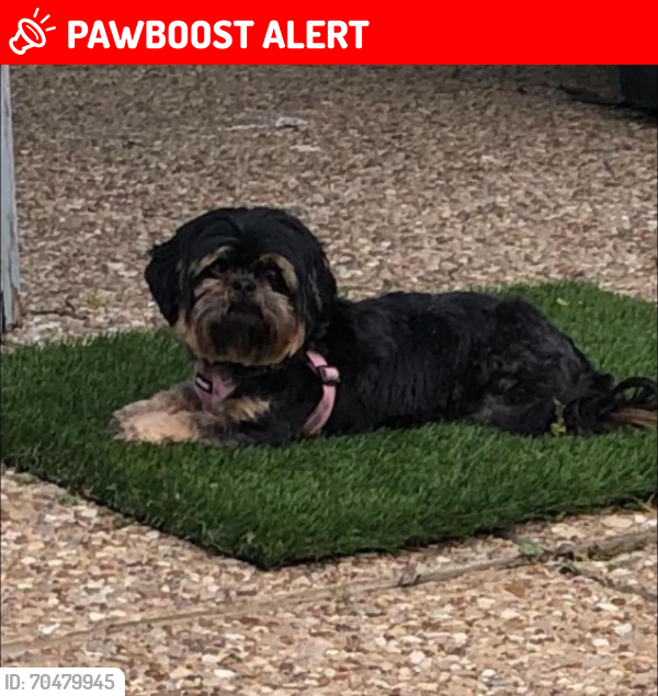 Lost Female Dog last seen Nearest CroostheStreets , North Richland Hills, TX 76180