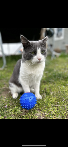 Lost Male Cat last seen Stevens , Freeport, NY 11520