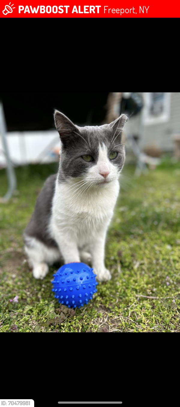Lost Male Cat last seen Stevens , Freeport, NY 11520