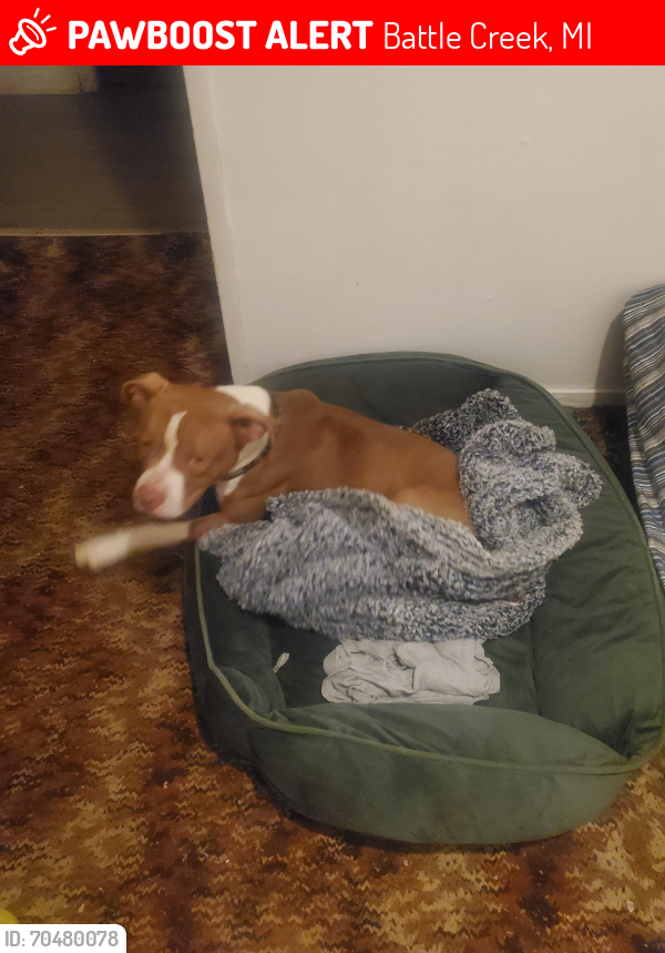 Lost Male Dog last seen Coguac St, Battle Creek, MI 49015