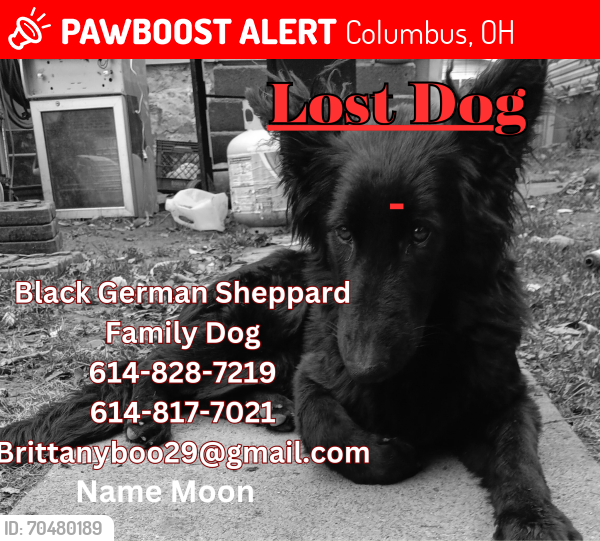 Lost Female Dog last seen Near N.4th st columbus Ohio 43201, Columbus, OH 43201
