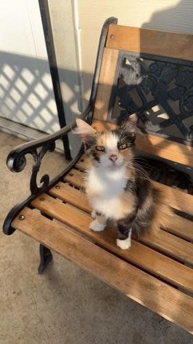 Lost Female Cat last seen miller ave, Fort Worth, TX 76119