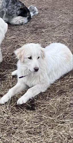 Lost Male Dog last seen Near E Raccoon Valley Dr Knoxville, TN 37938, Knoxville, TN 37938