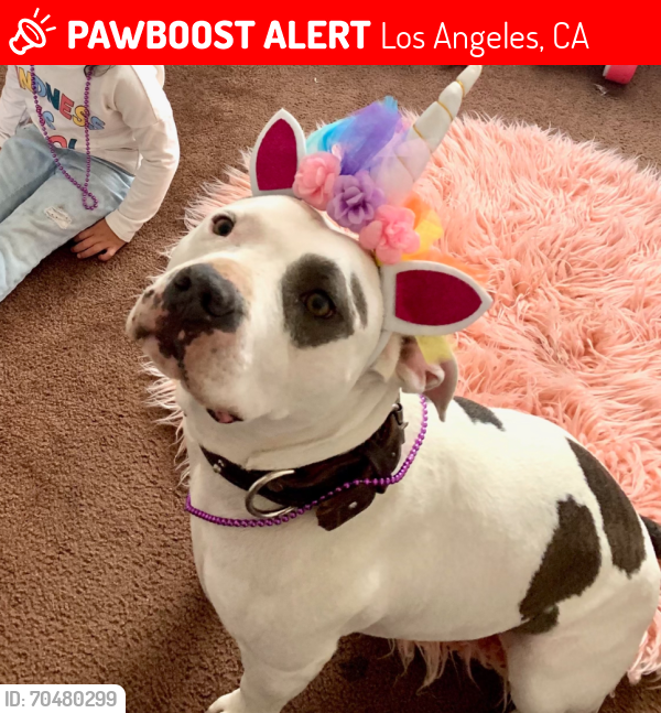 Lost Male Dog last seen E 55th st McKinley Ave, Los Angeles, CA 90011