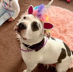 Lost Male Dog last seen E 55th st McKinley Ave, Los Angeles, CA 90011
