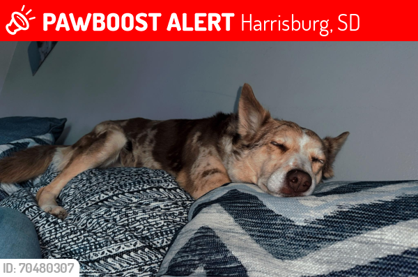 Lost Female Dog last seen Grand view, Harrisburg, SD 57032