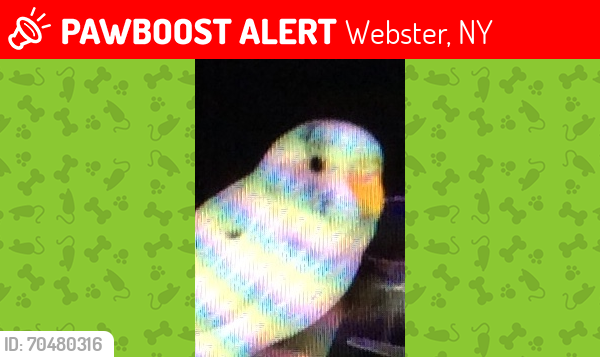 Lost Unknown Bird last seen Klem road, Webster, NY 14580