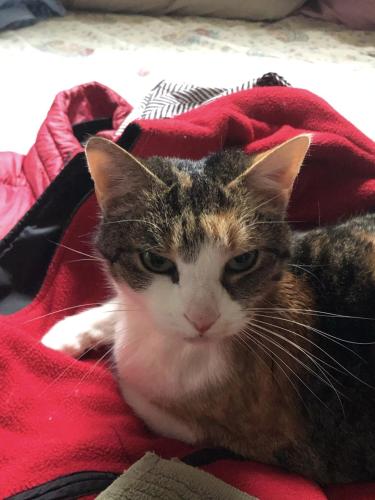 Lost Female Cat last seen Escaped by Animals of Eden Veterinary Hospital in Brevard, NC, Brevard, NC 28712