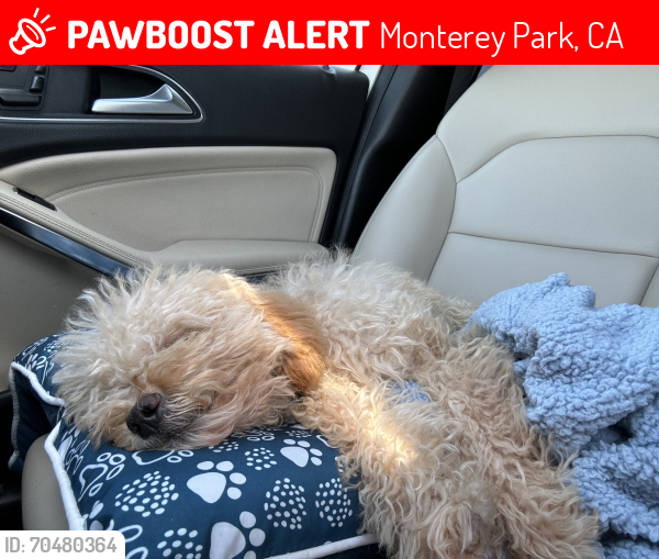 Lost Male Dog last seen Garfield Ave , Monterey Park, CA 91754