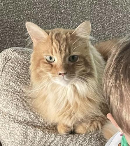 Lost Male Cat last seen Clymer St and Burgoyne St, Delaware, OH 43015