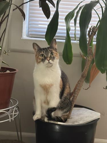 Lost Female Cat last seen 90th st, 97th , ozone park , Queens, NY 11416