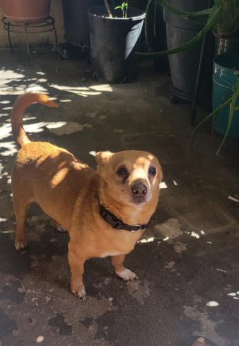 Lost Male Dog last seen Long Beach Blvd and Alondra Blvd., Compton, CA 90221