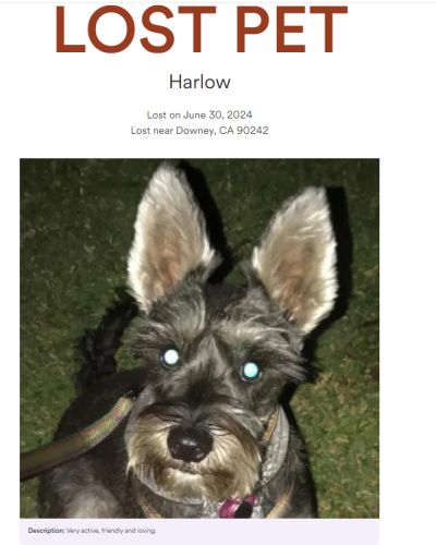 Lost Female Dog last seen Stewart and gray and brookshire , Downey, CA 90242