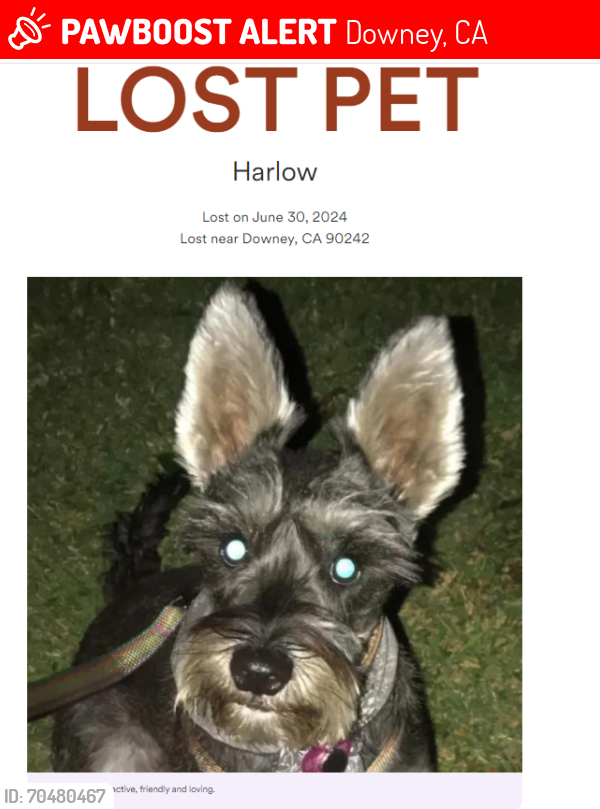Lost Female Dog last seen Stewart and gray and brookshire , Downey, CA 90242