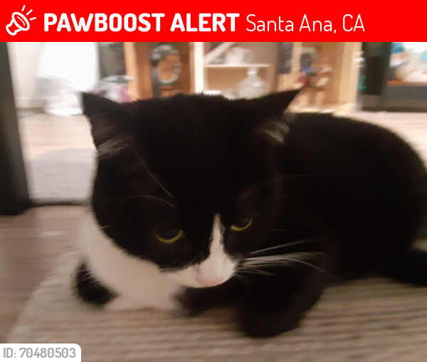 Lost Female Cat last seen Main and 17th behind Norms, Santa Ana, CA 92706