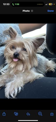 Lost Female Dog last seen Hooper / 81st, Los Angeles, CA 90001