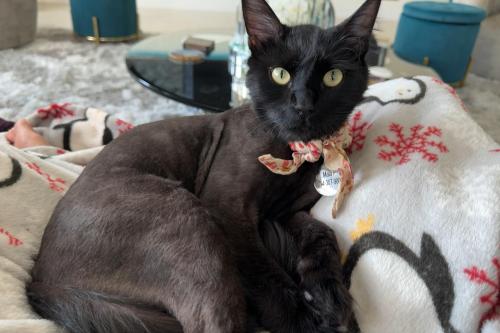 Lost Male Cat last seen Bastanchury and Lakeview, Yorba Linda, CA 92886