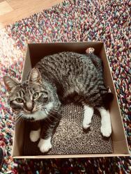 Lost Male Cat last seen Euclid Ave NE between entrance monument and Meigs Stree NE, Bainbridge Island, WA 98110