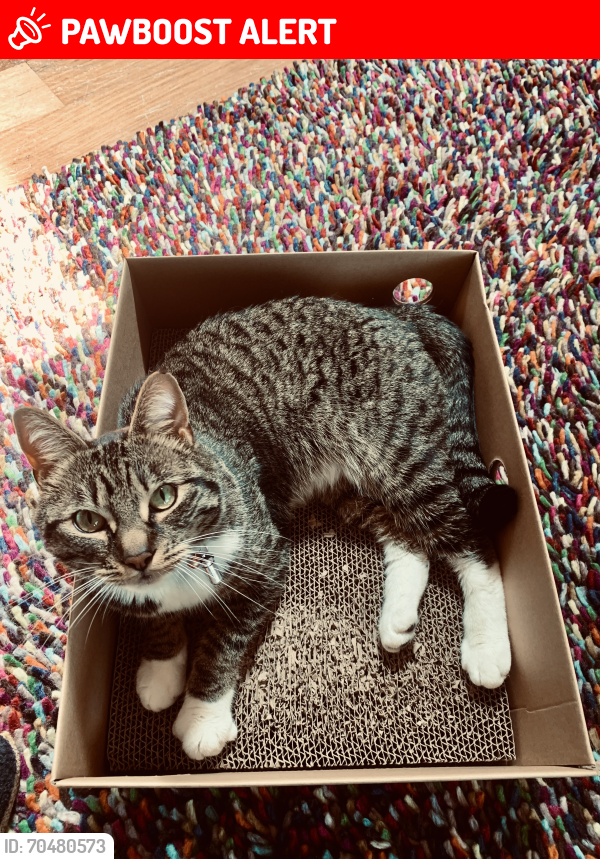 Lost Male Cat last seen Euclid Ave NE between entrance monument and Meigs Stree NE, Bainbridge Island, WA 98110