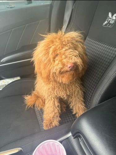 Lost Male Dog last seen Woods near target on forest hill ave in richmond, Richmond, VA 23225