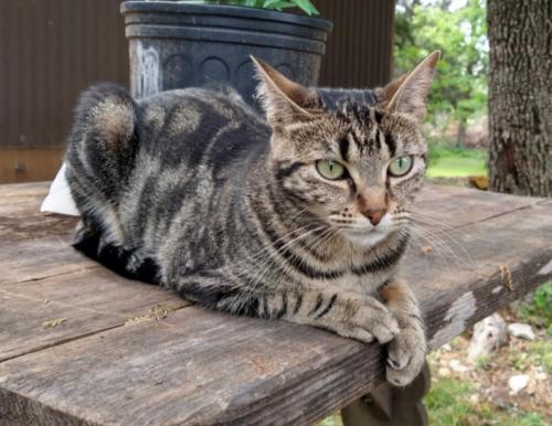 Lost Female Cat last seen Near W Camp Wisdom Rd, Dallas, TX 75236