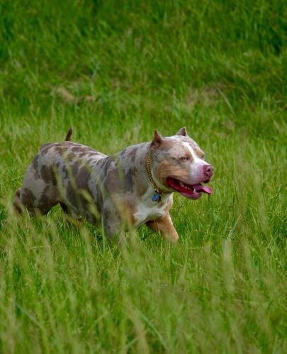 Lost Male Dog last seen Parkwood aveune , Columbus, OH 43211